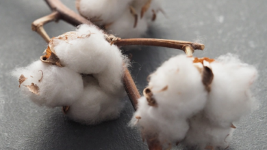 Photo of Cotton – The process to make Yarn
