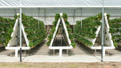 Photo of Vertical Farming | Innovation in construction